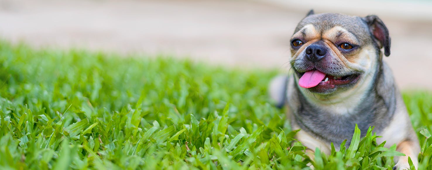 Blue eyed deals dog names